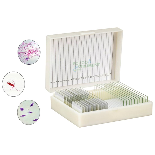 Basic Botany Models Slide Set of 25